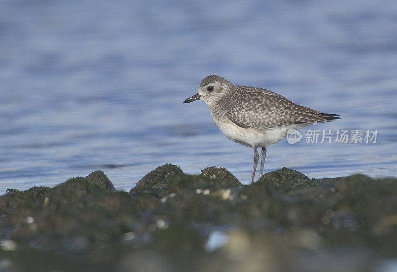 黑腹鸻(Pluvialis squatarola)